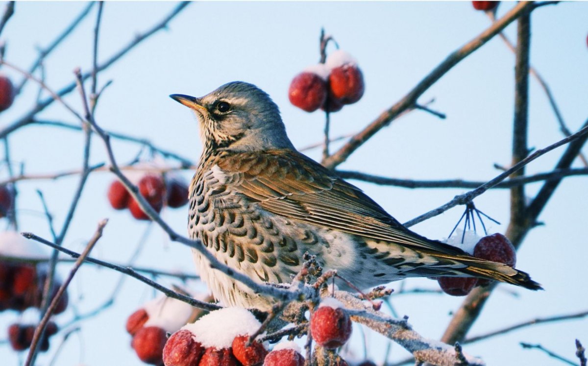 Свиристели перелетные птицы
