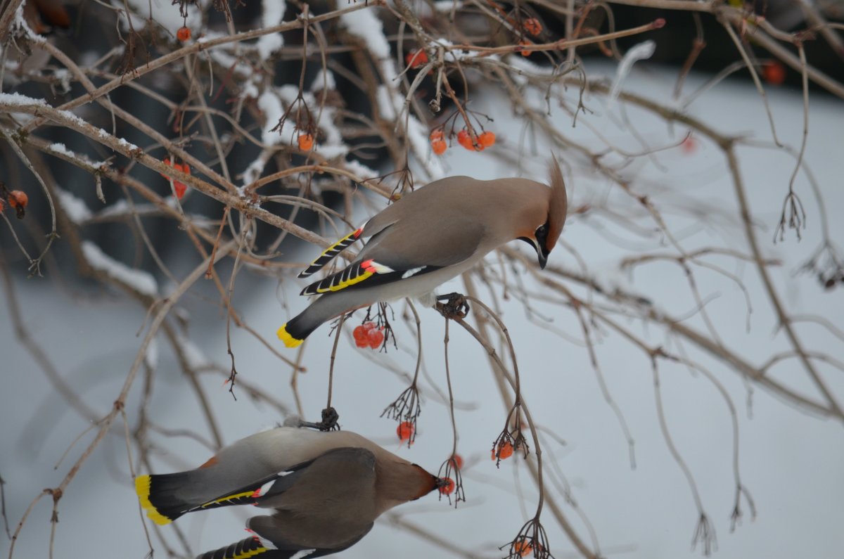 Свиристель Сибирская