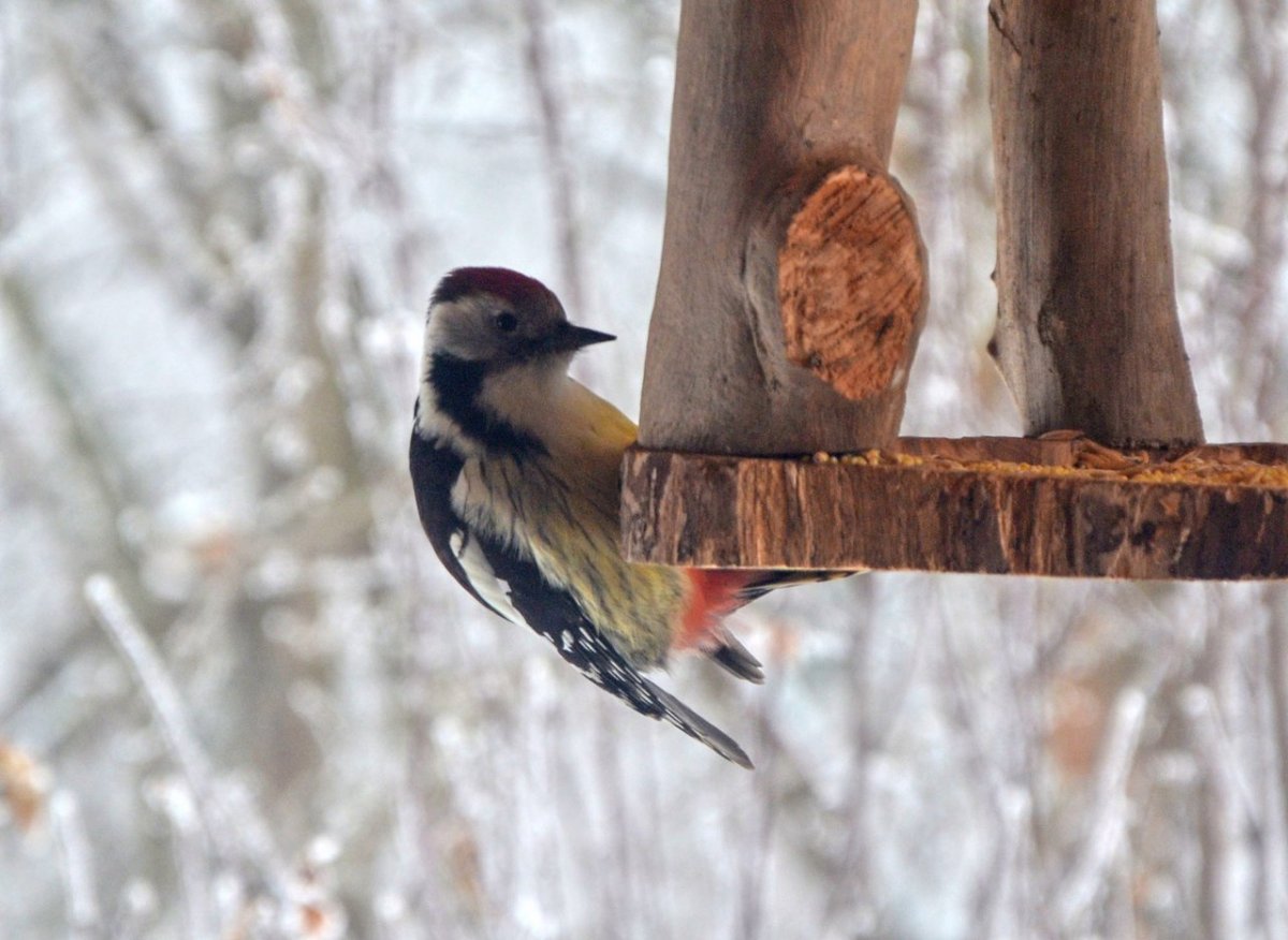 Зимующие птицы