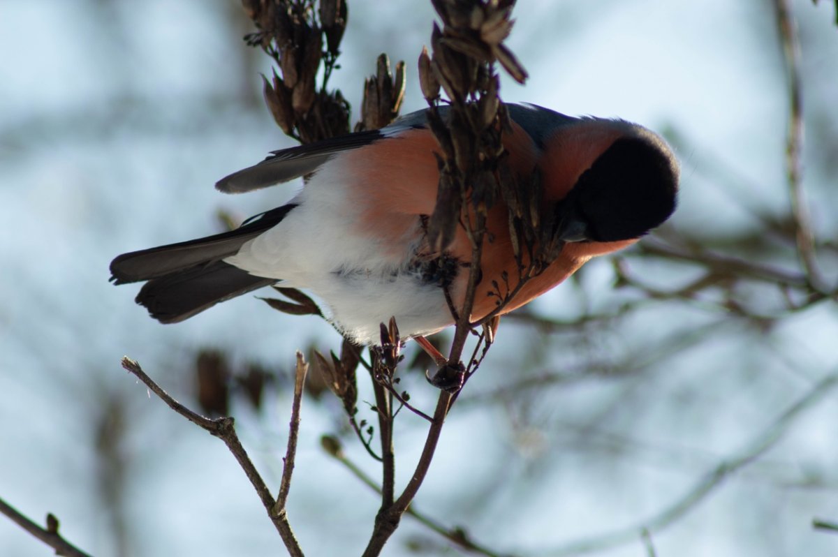 Сойка зимующая