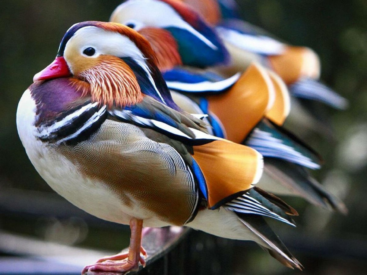 Утка мандармандаринка