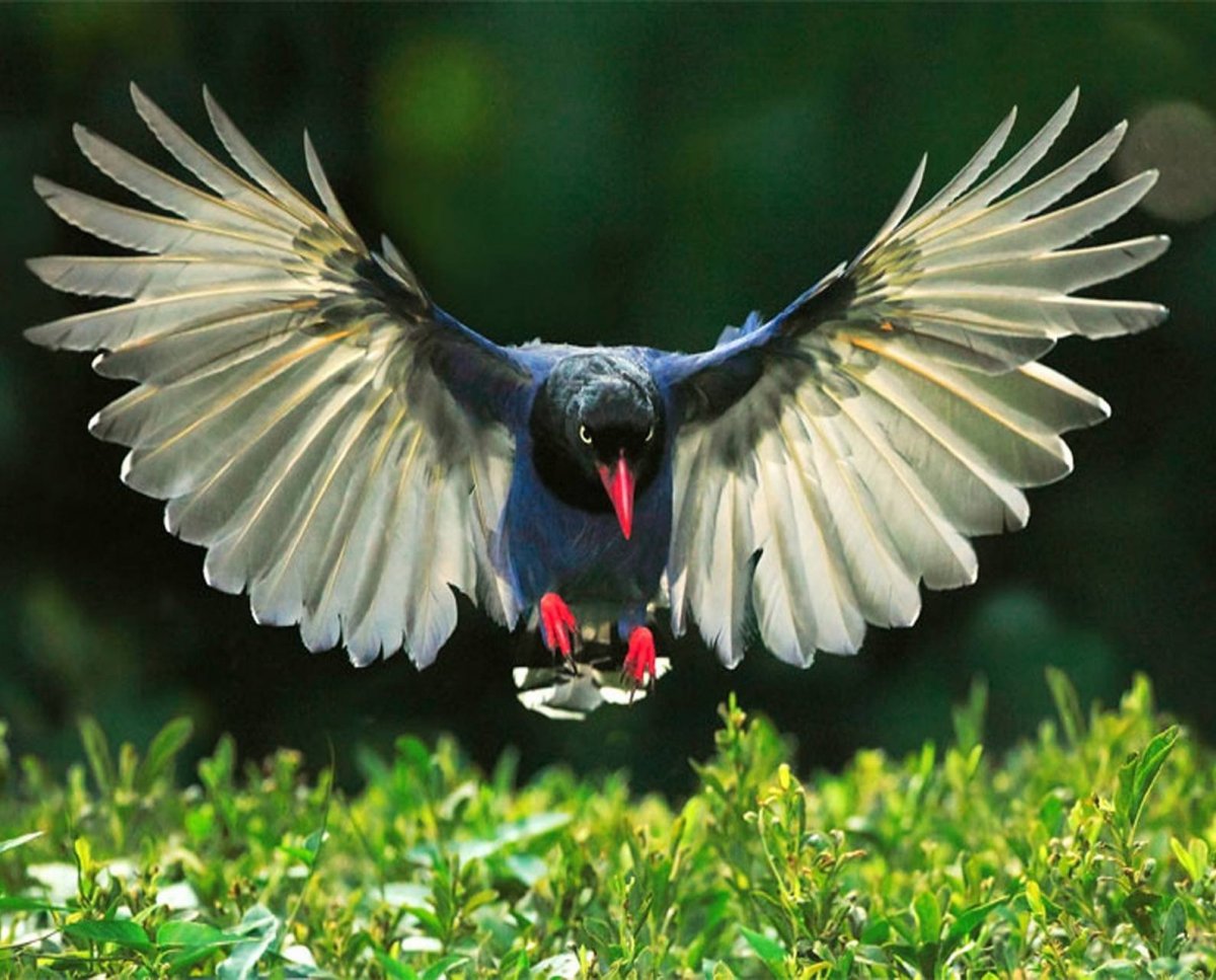 Экзотические птицы в полете