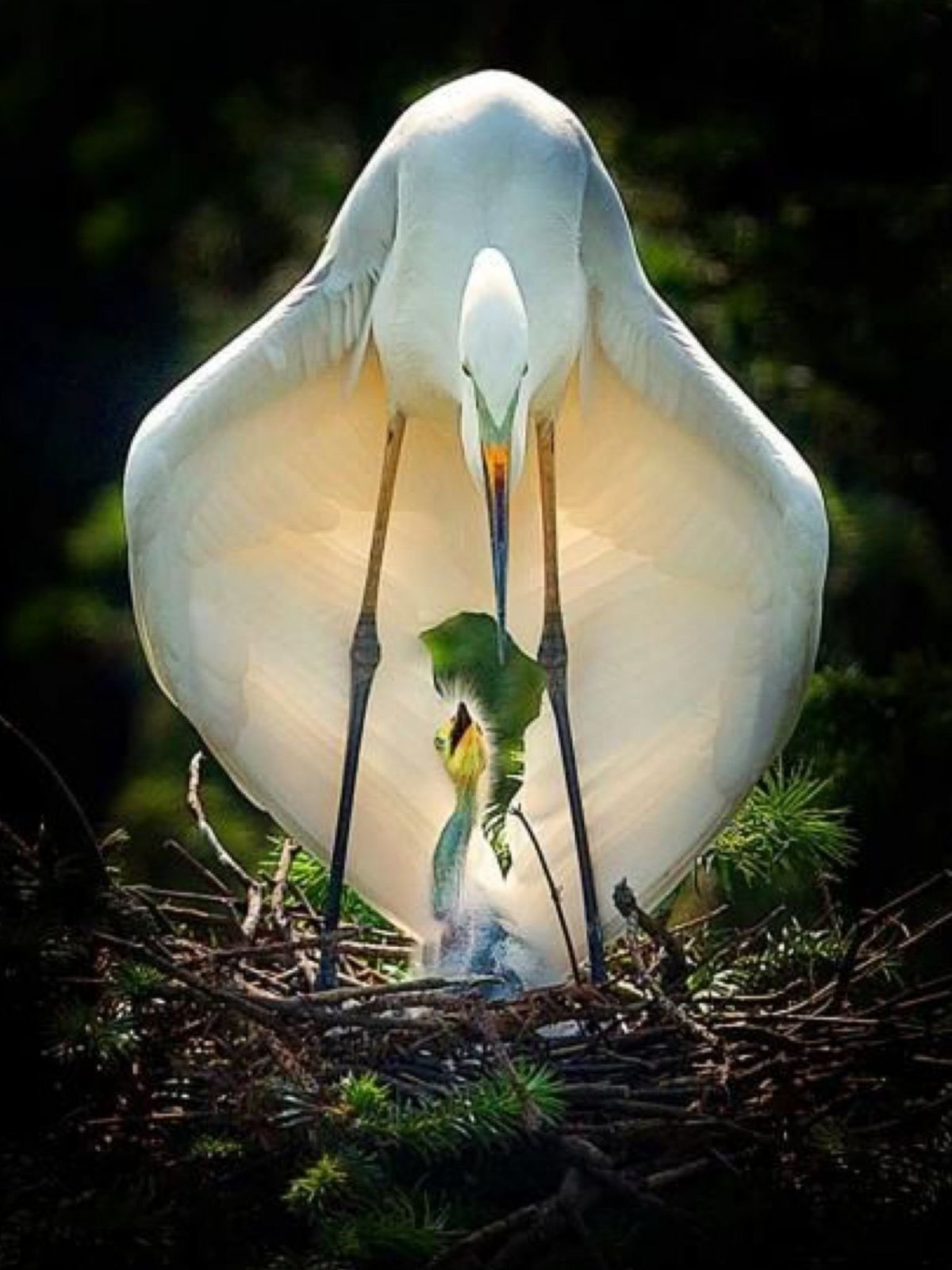 Удивительная природа птиц