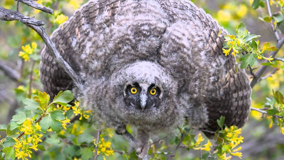 Чудеса природы животные