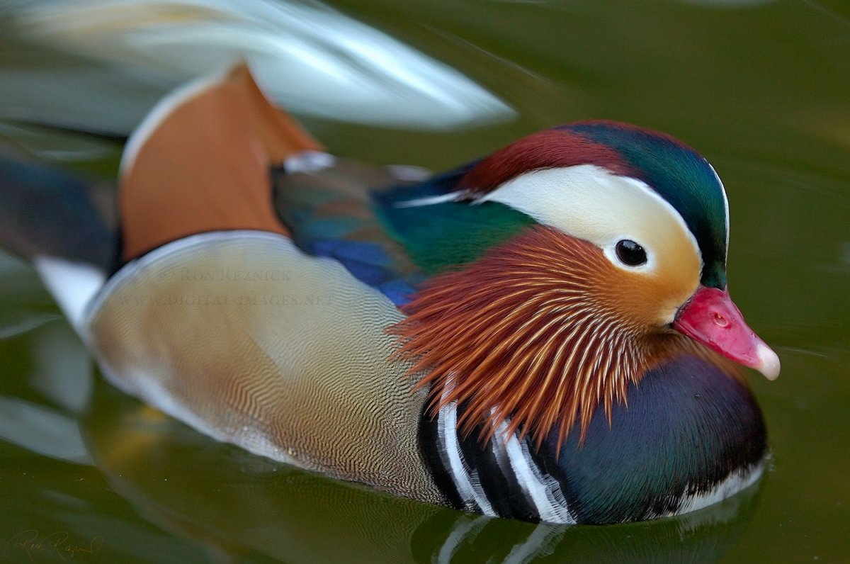 Утка Мандаринка