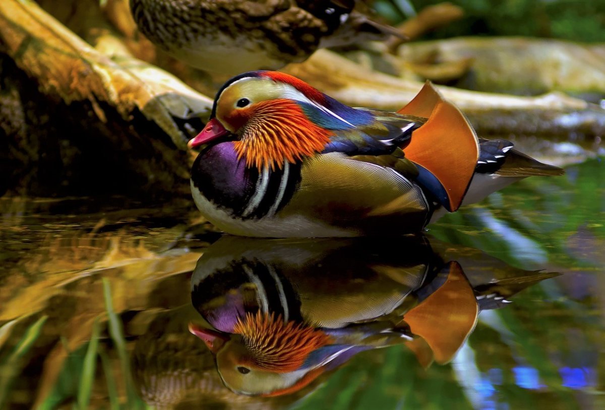 Утка Мандаринка птичка Мандаринка