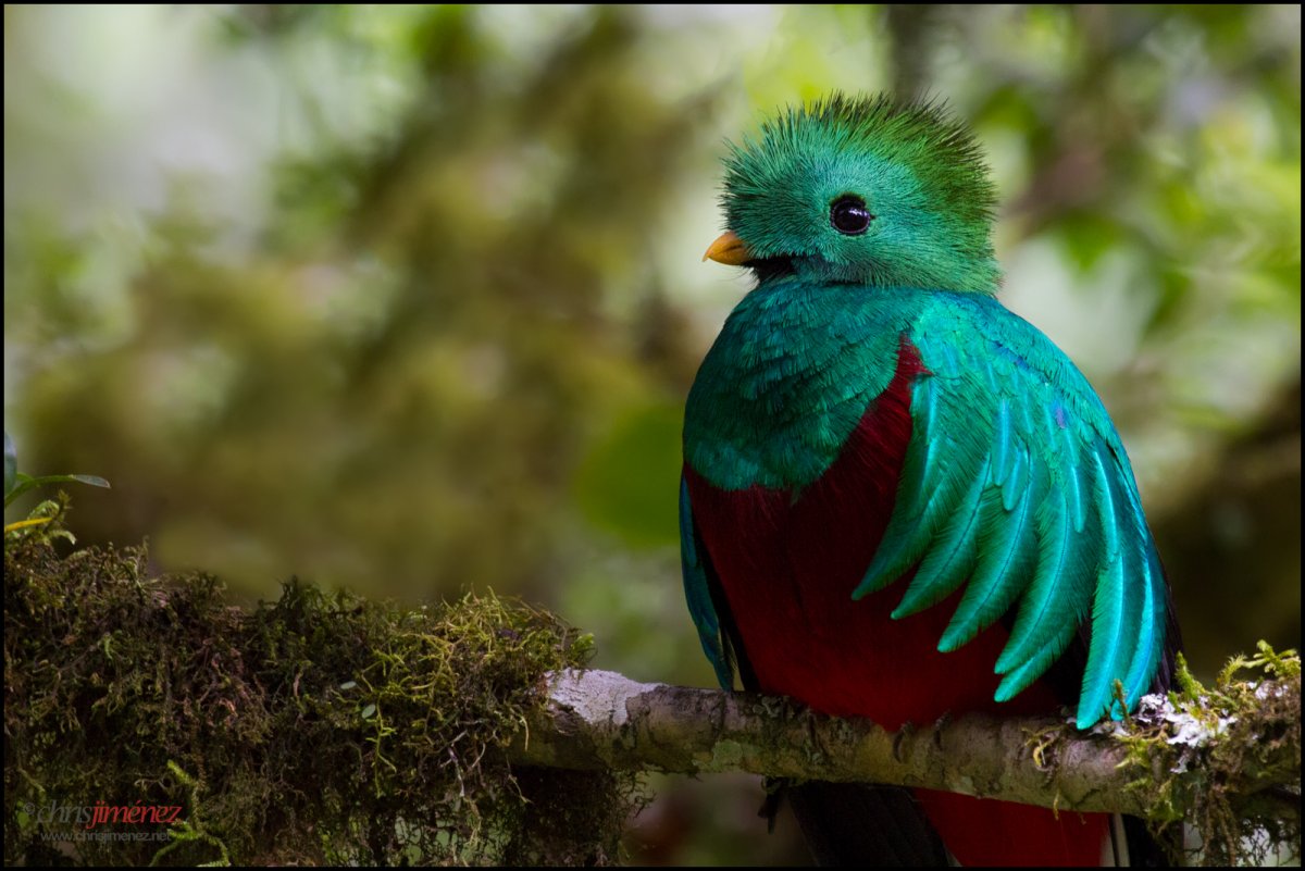 Птица Квезаль окрасы