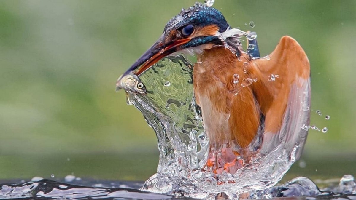 Редкие кадры природы