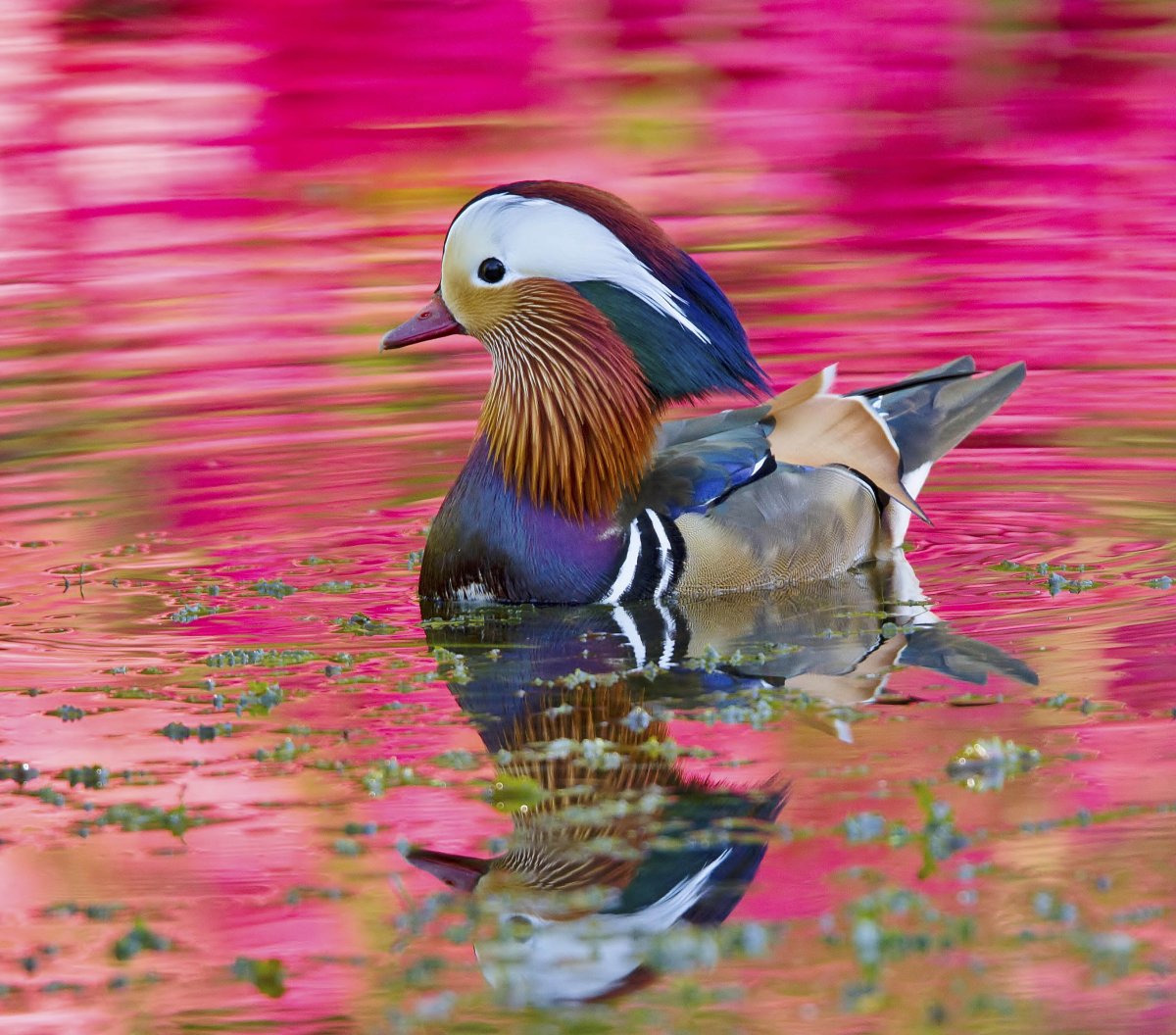 Утка Мандаринка красная