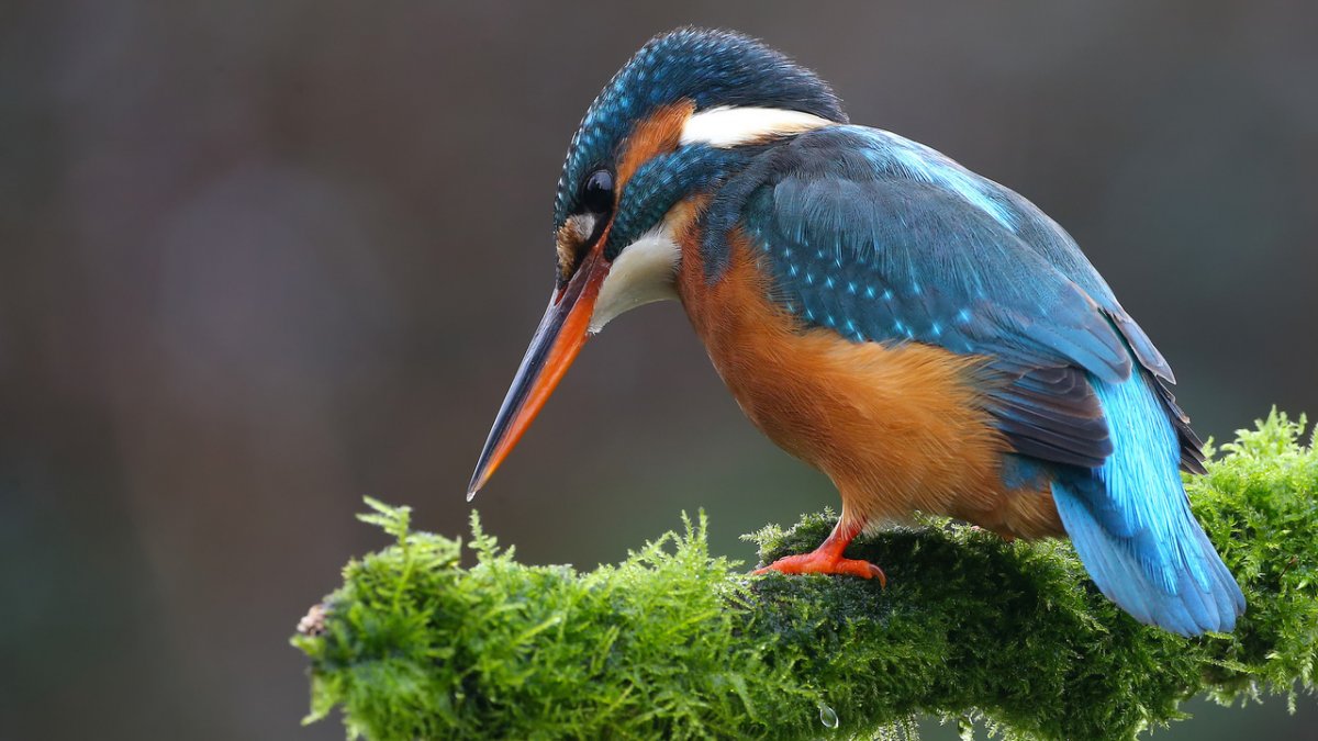 Зимородок птичка певчая