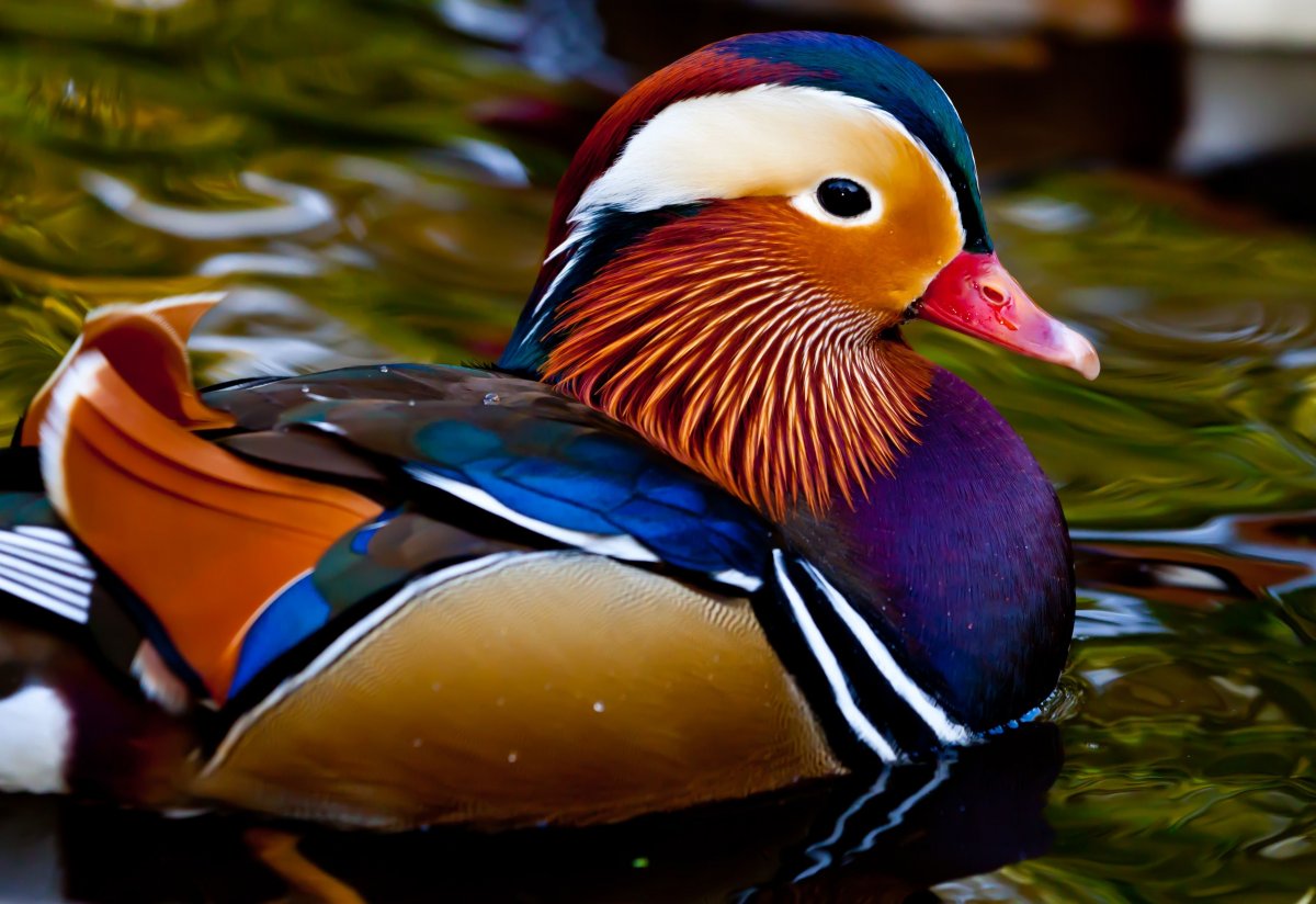 Утка Мандаринка