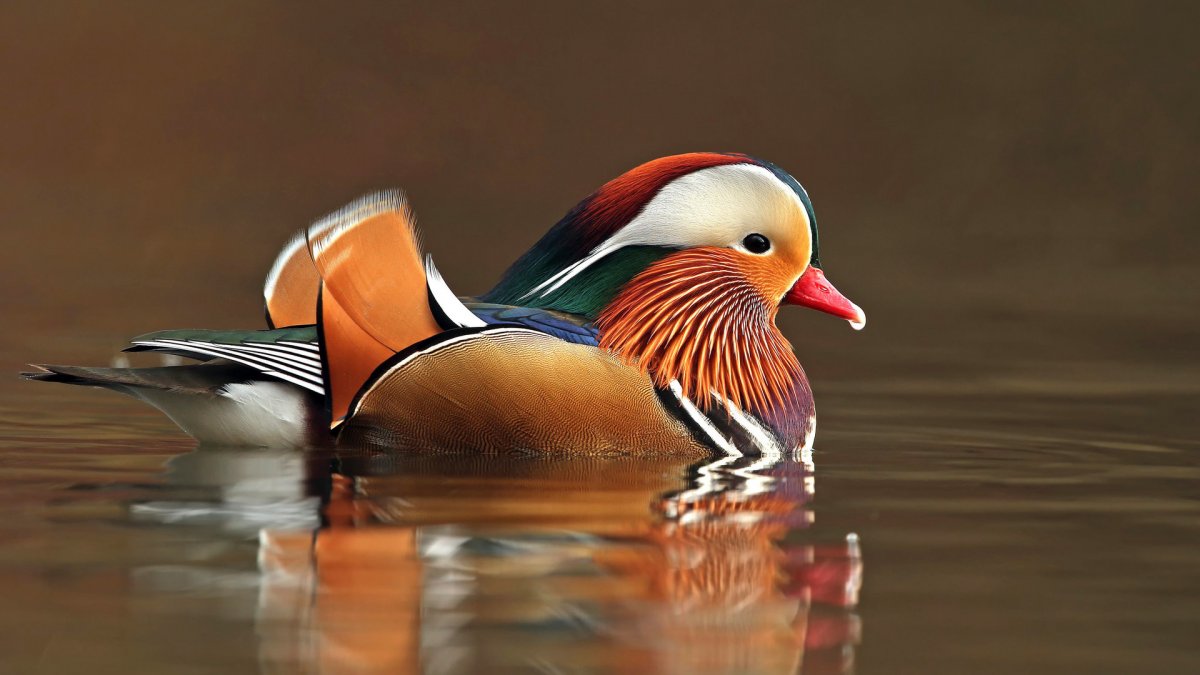 Утка Мандаринка красная