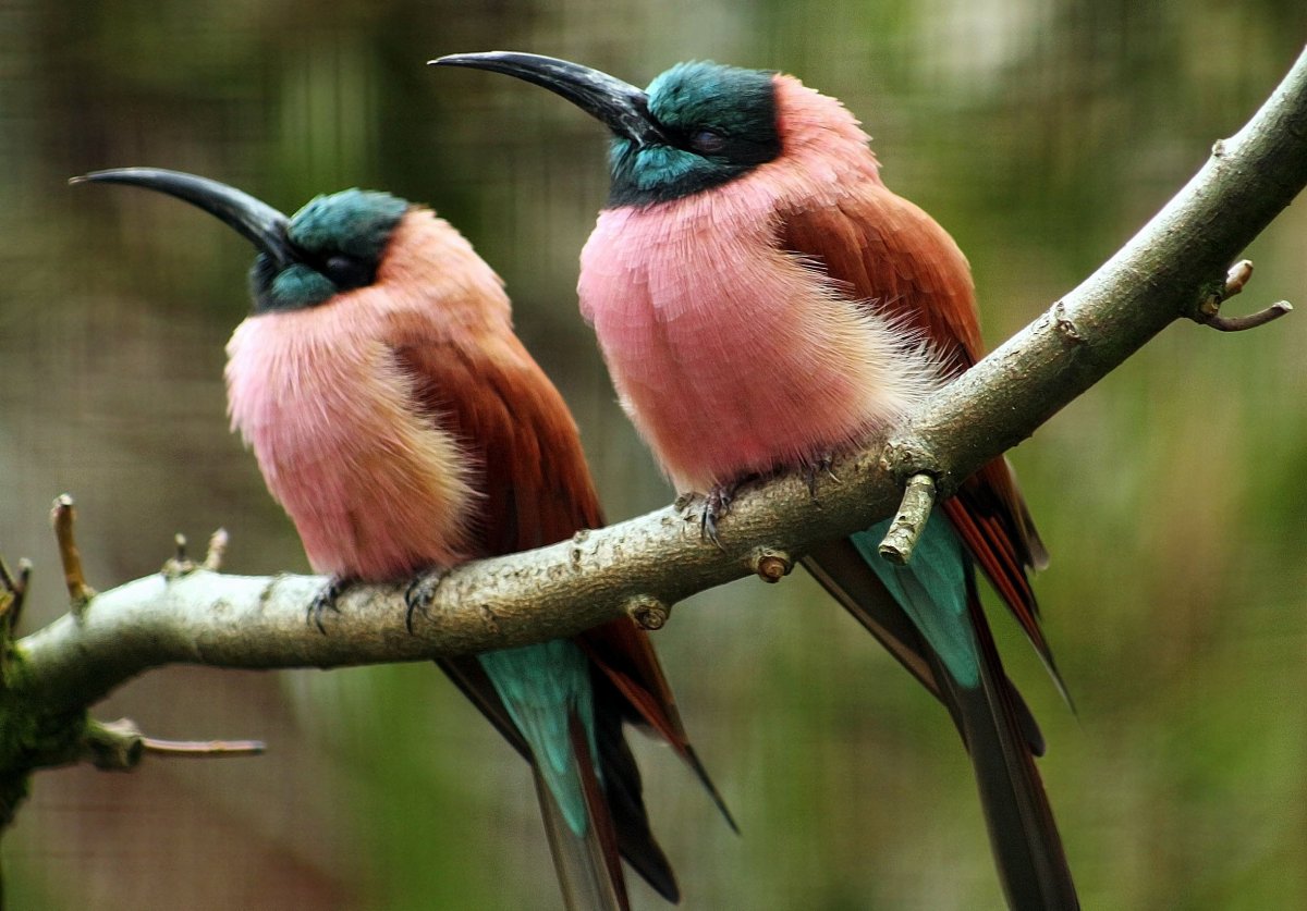 Красивые птицы мира