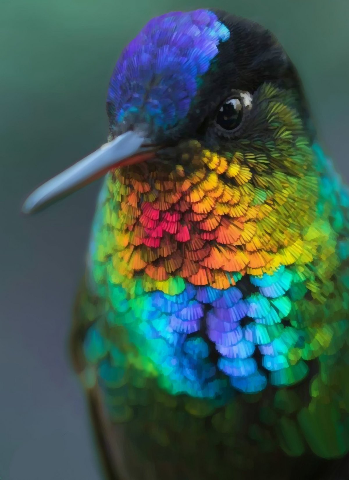 Радужная Колибри