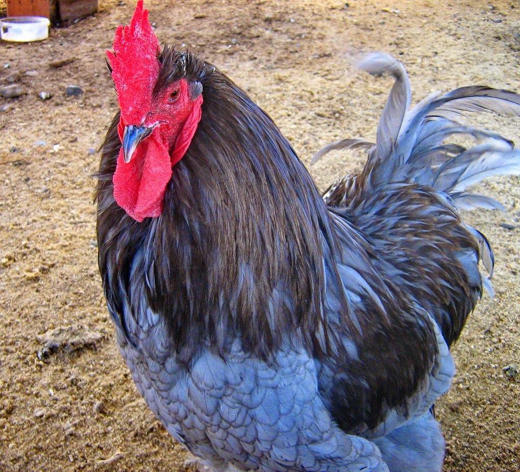 Брама кохинхин