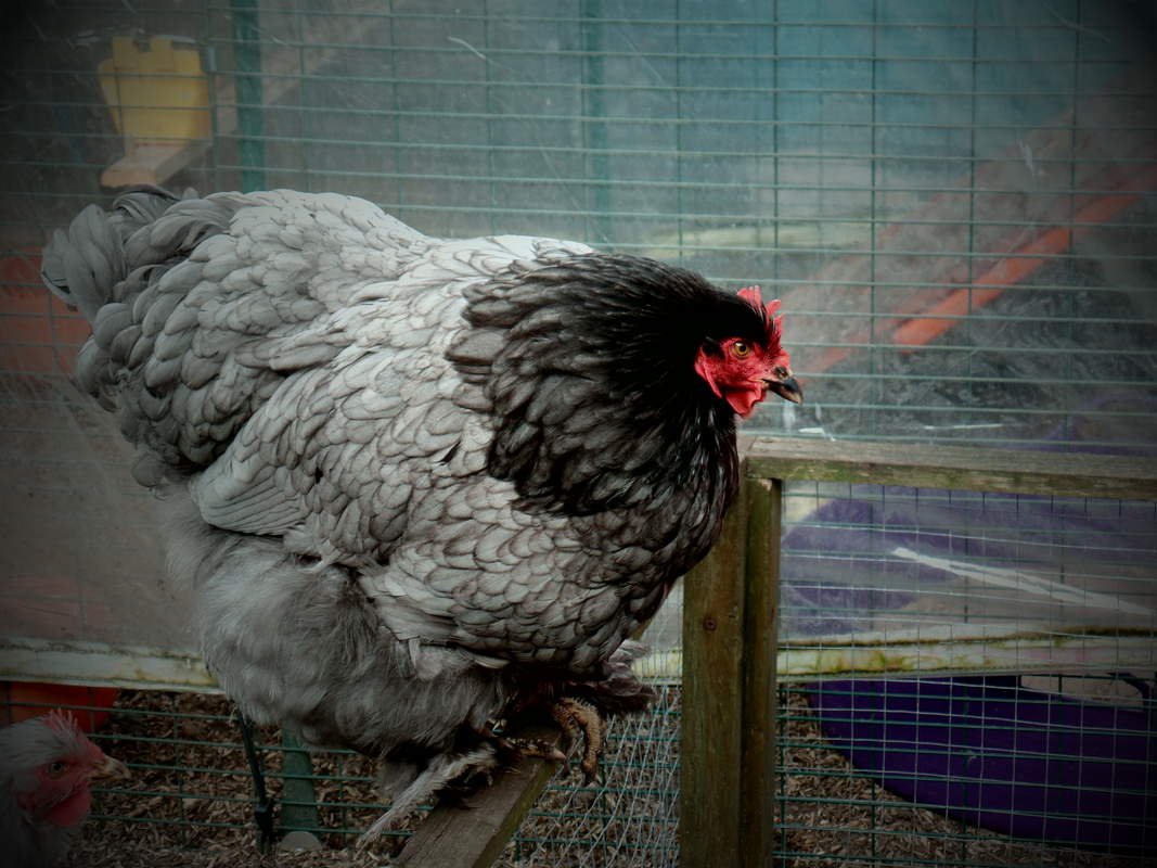 Карликовый кохинхин порода