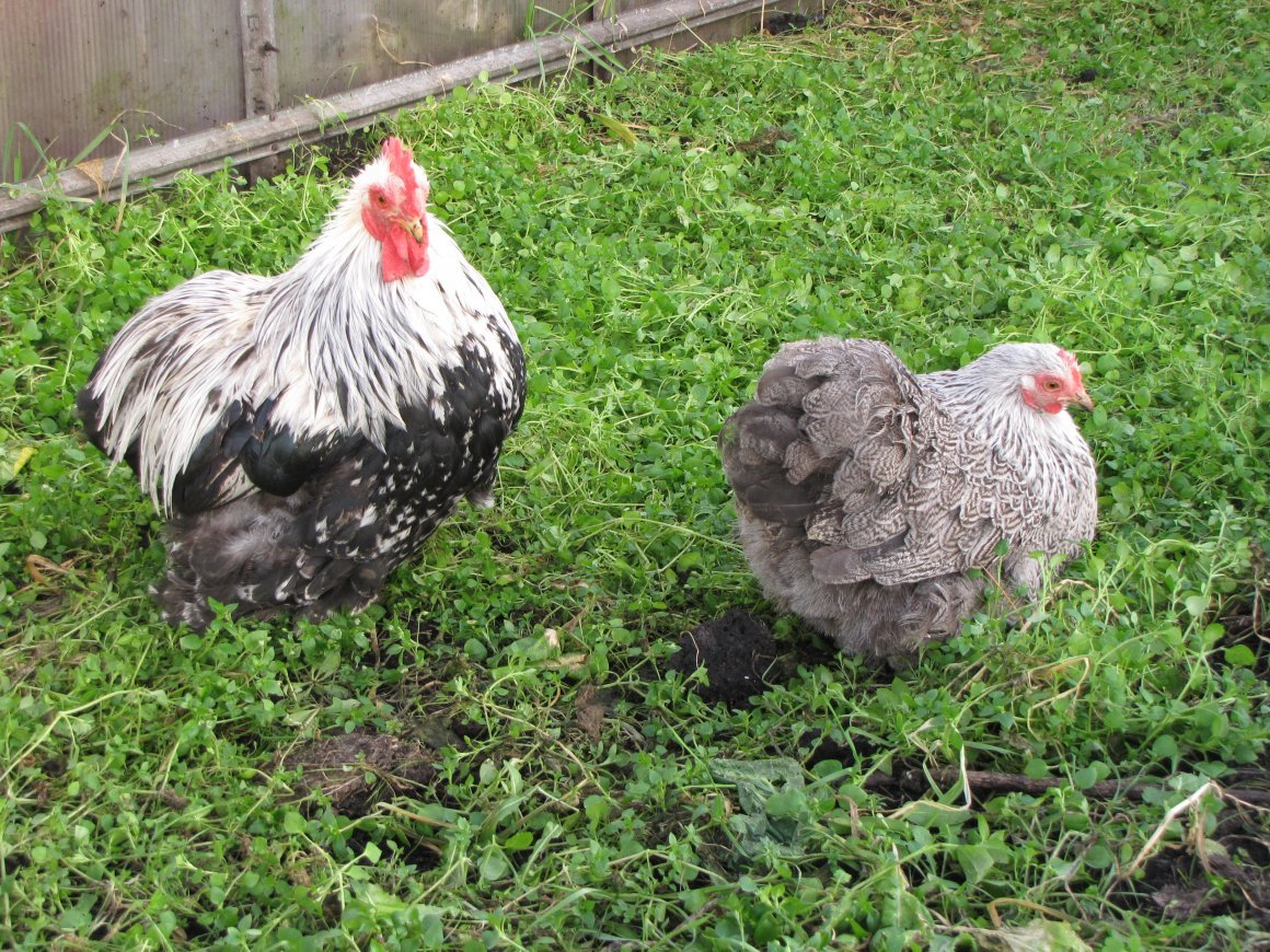 Карликовый кохинхин мраморный