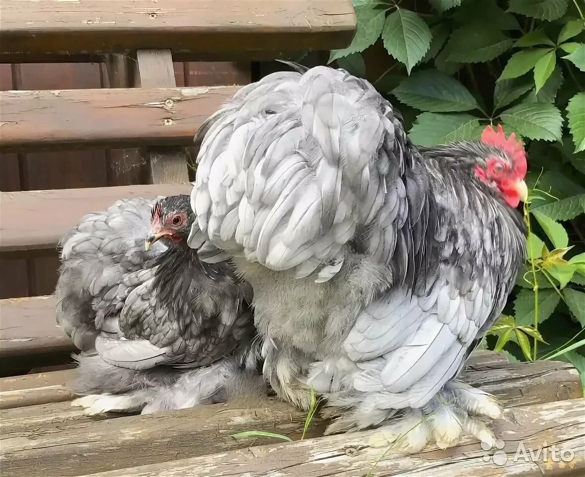 Карликовый кохинхин мраморный