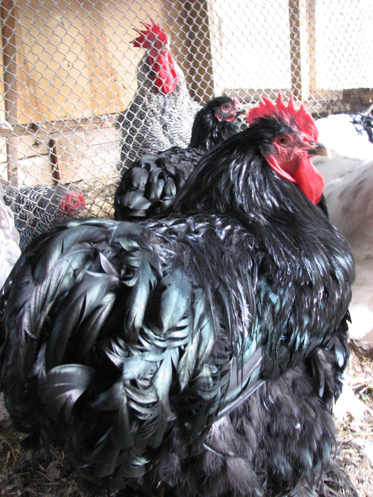 Куры кохинхин серебро