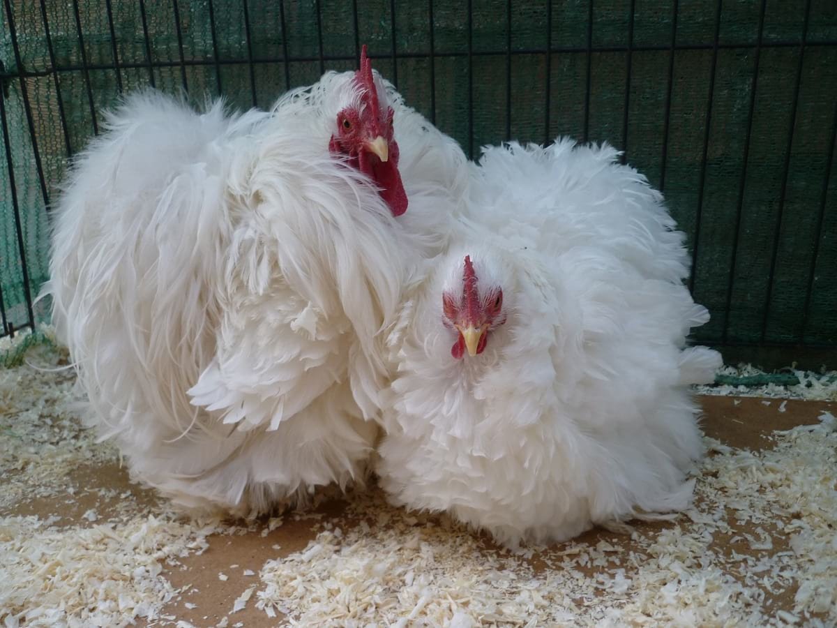 Карликовые кохинхины куры