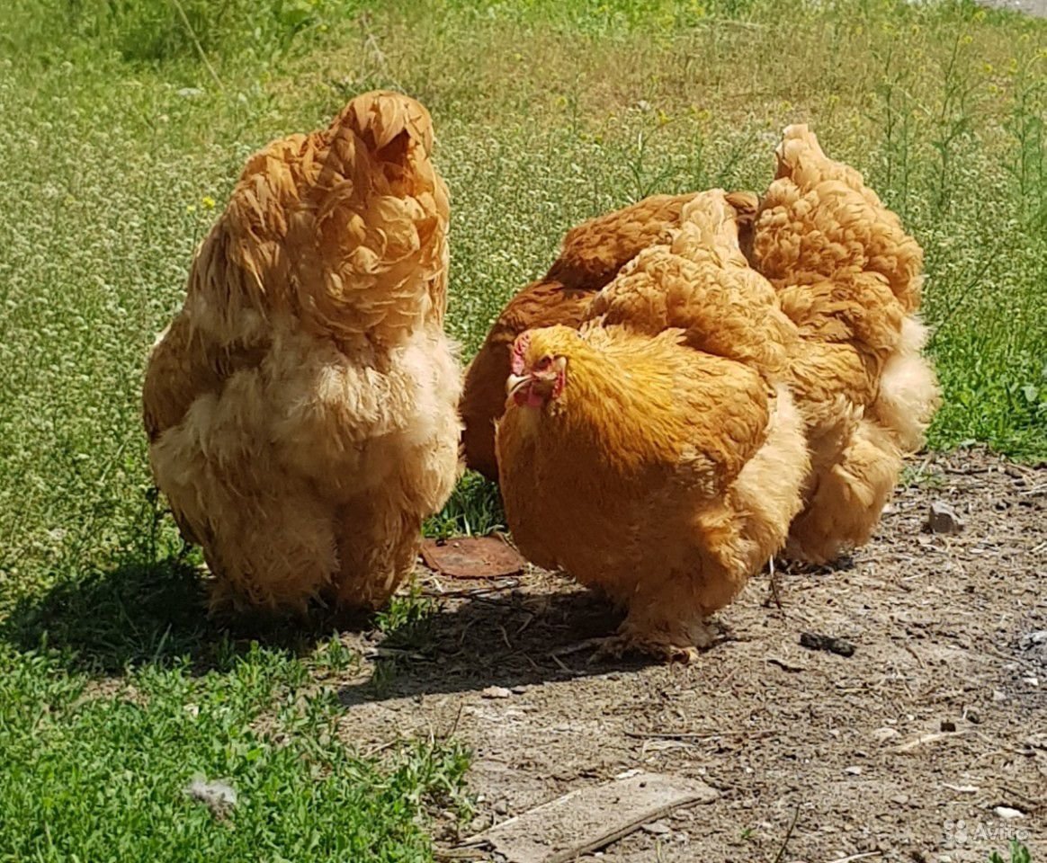 Кохинхин голубой порода