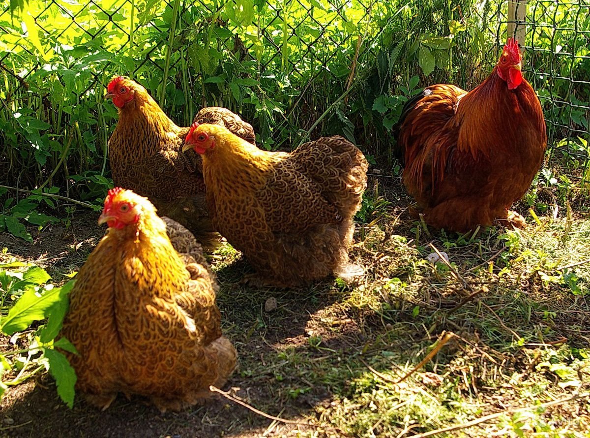 Кохинхин Колумбия буфа