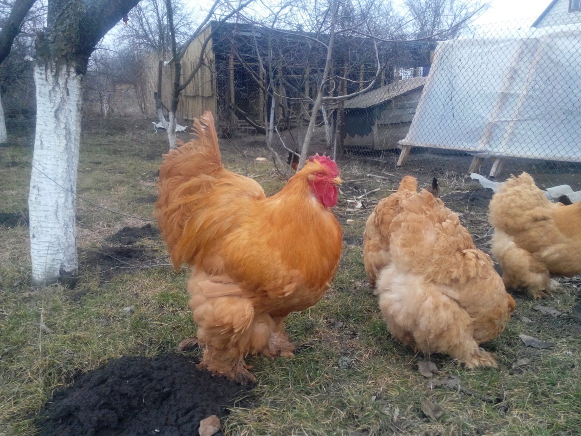 Карликовые кохинхины куры