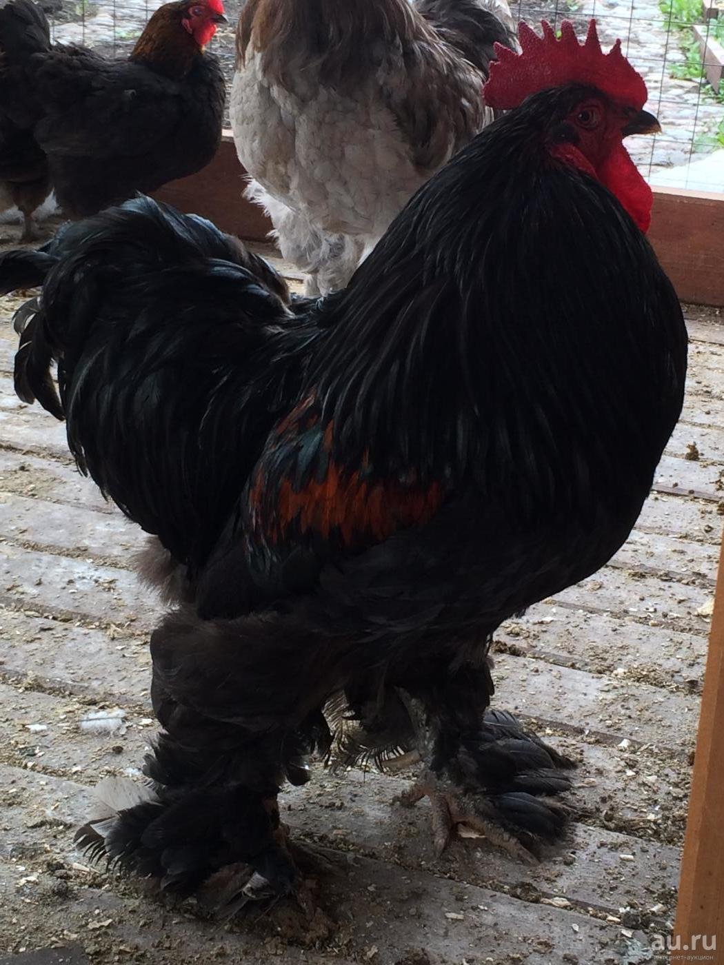 Кохинхин лохмоногий петух
