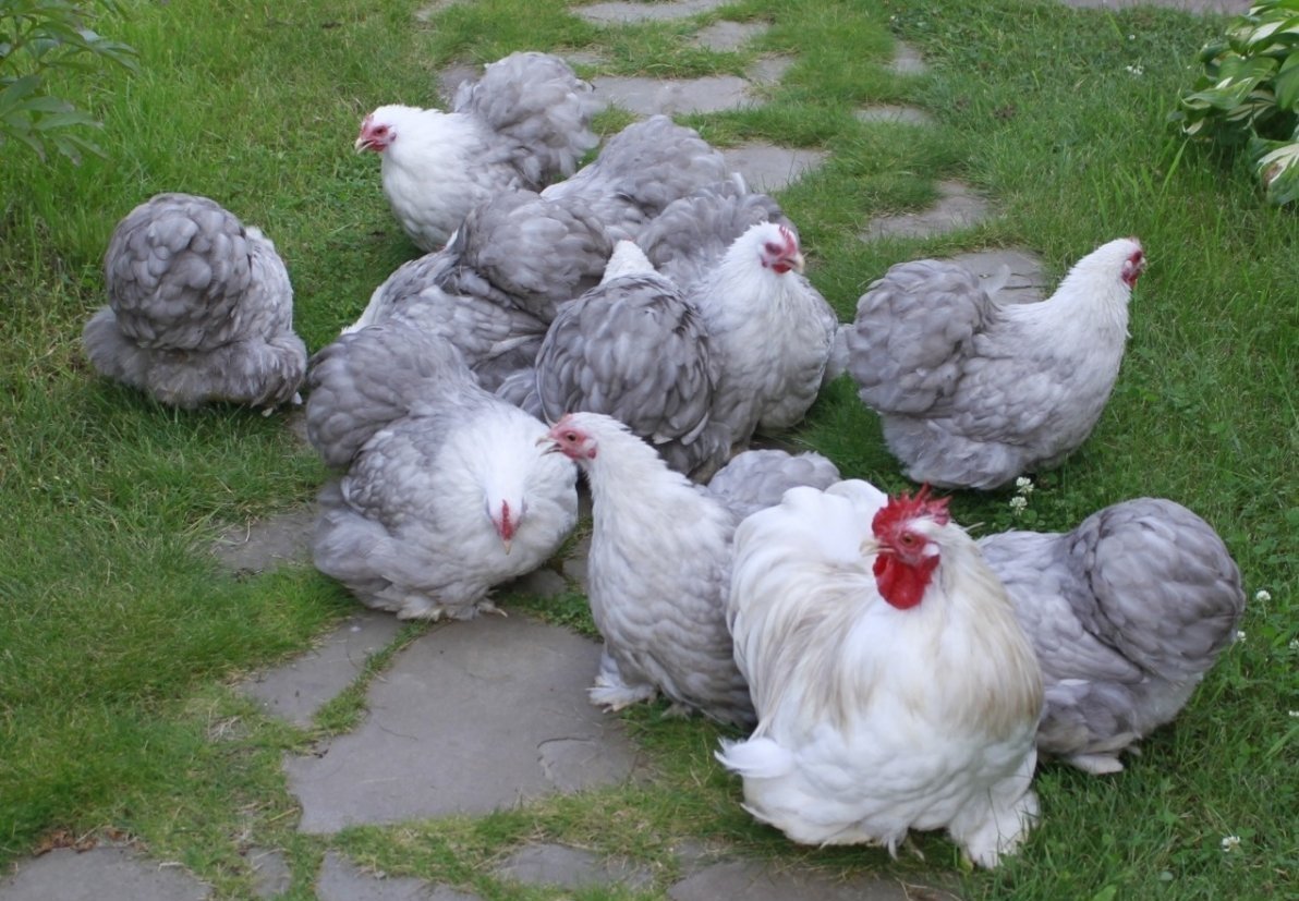 Кохинхин карликовый куропатчатый