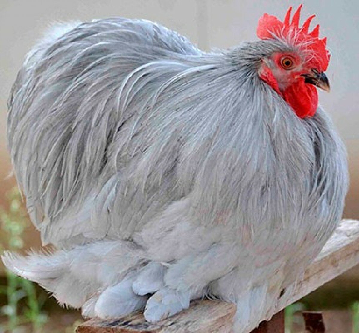 Мини кохинхины куры