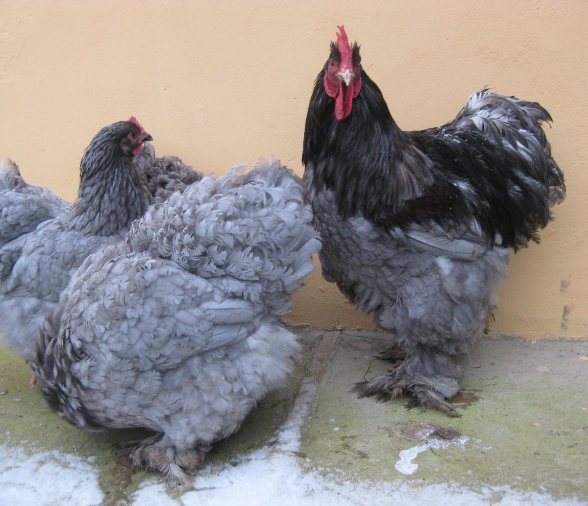 Декоративные куры Шабо