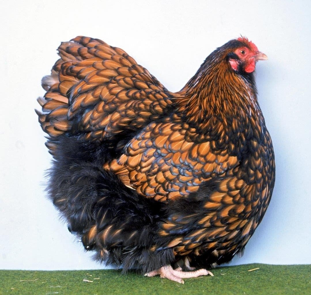 Породы петухов кохинхин