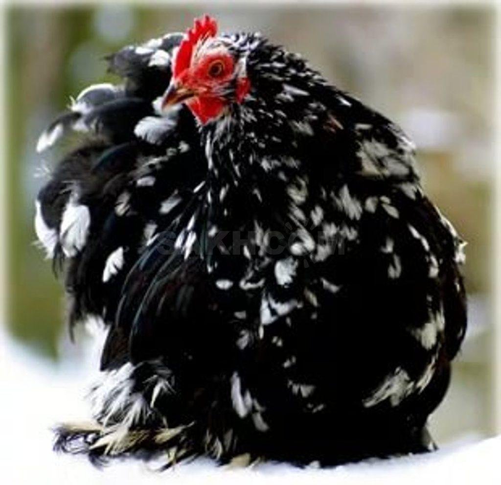 Кохинхин палевый