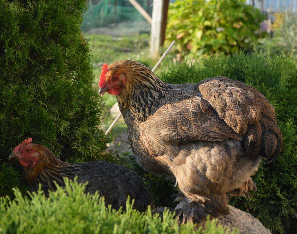 Кохинхин карликовый черный