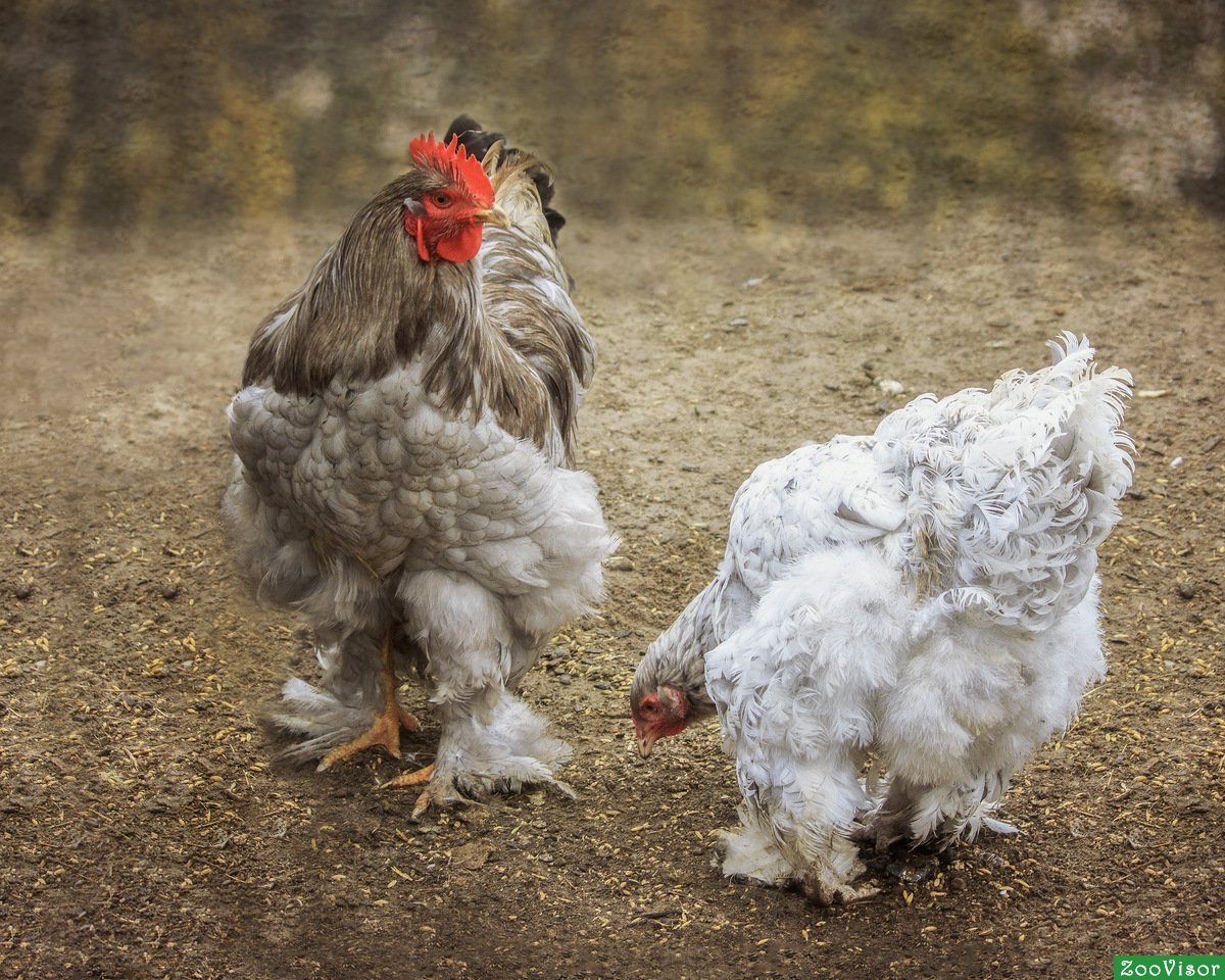 Карликовые кохинхины куры