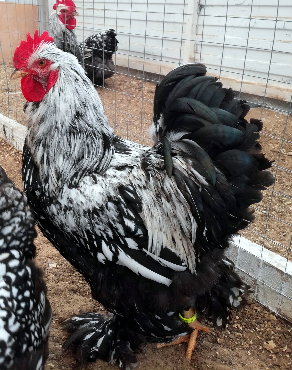 Куры кохинхин куропатчатый