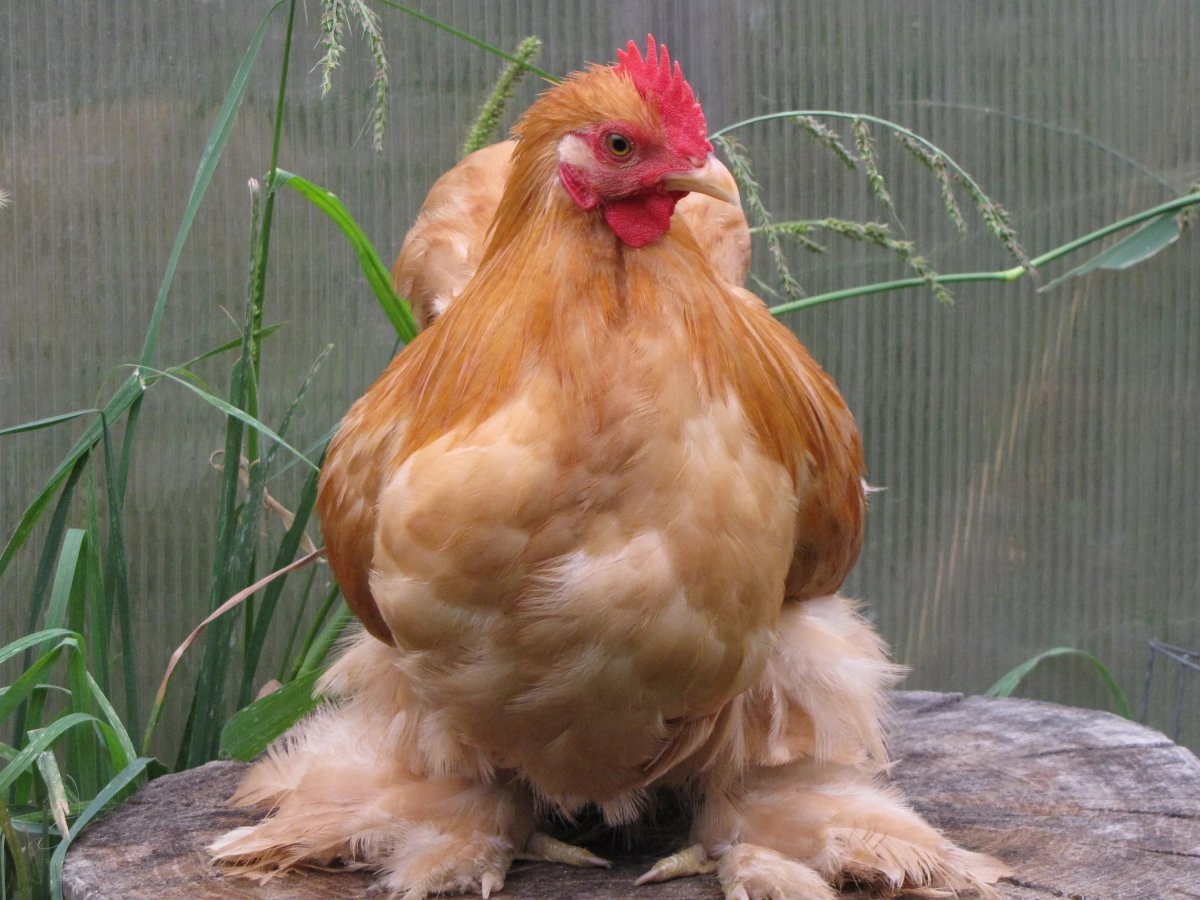 Австралорп, Брама, кохинхин, Маран