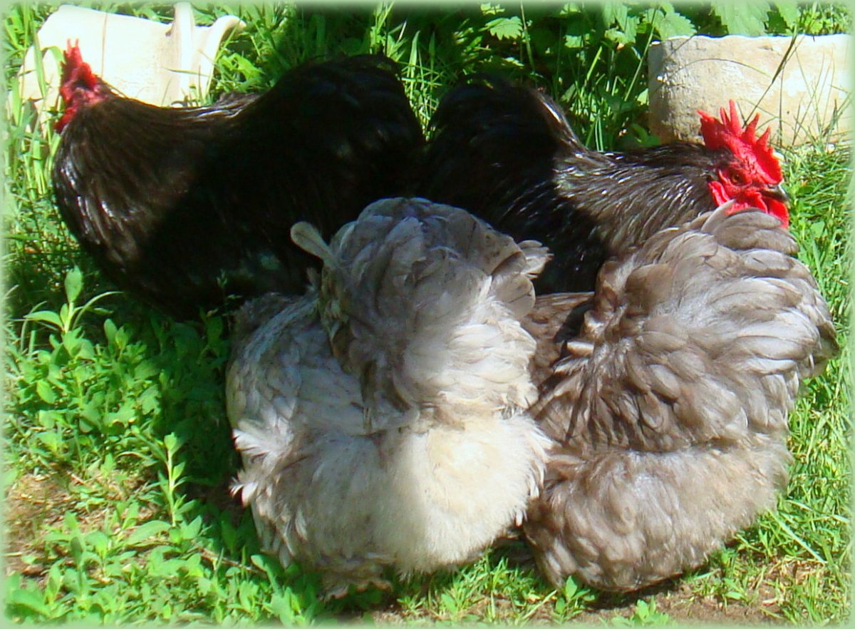 Кохинхин полосатый