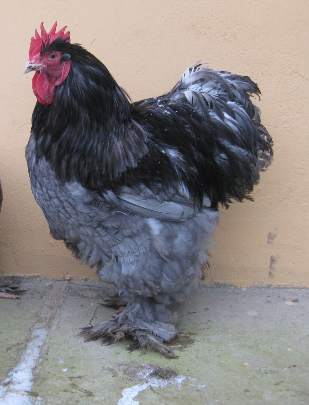 Счастливая курица