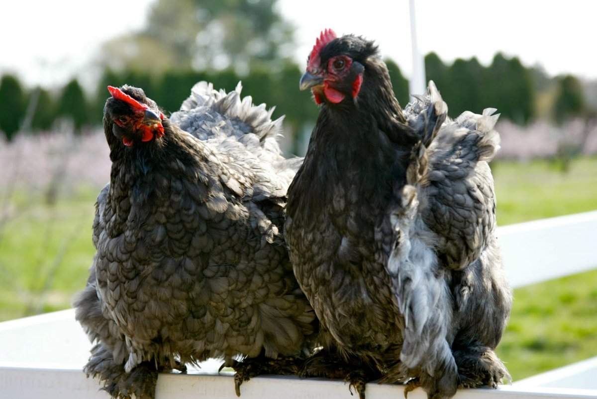 Черный кохинхин порода кур