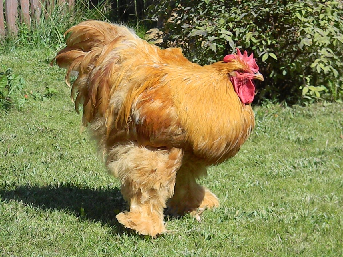 Кохинхин палевый