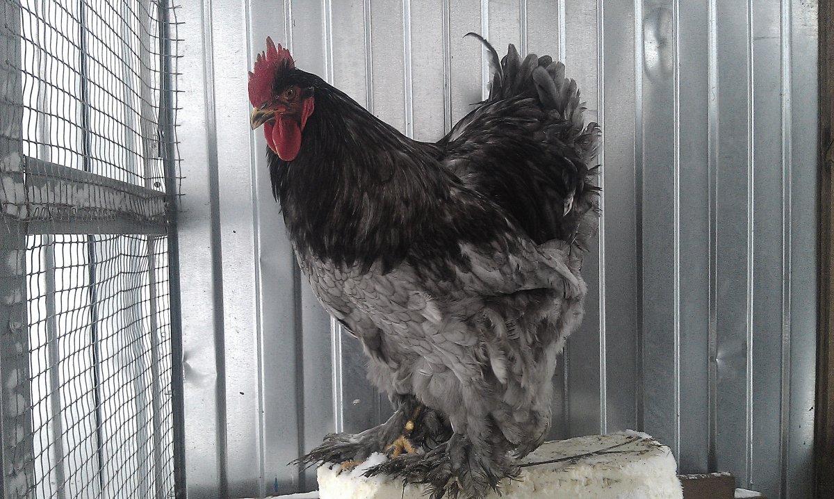 Кохинхины куры