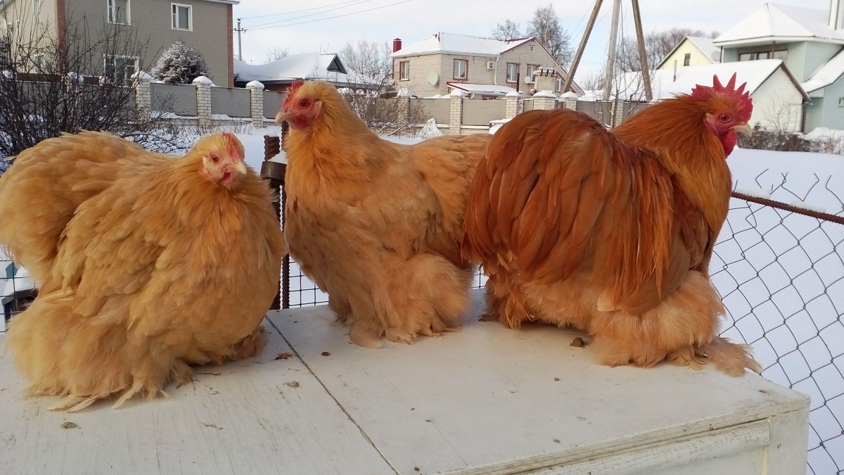 Кохинхин черный порода