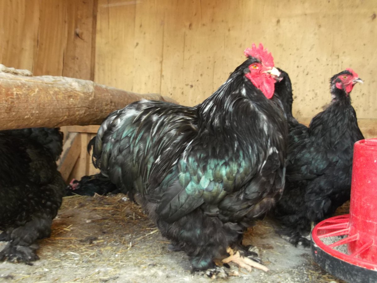 Кохинхины куры