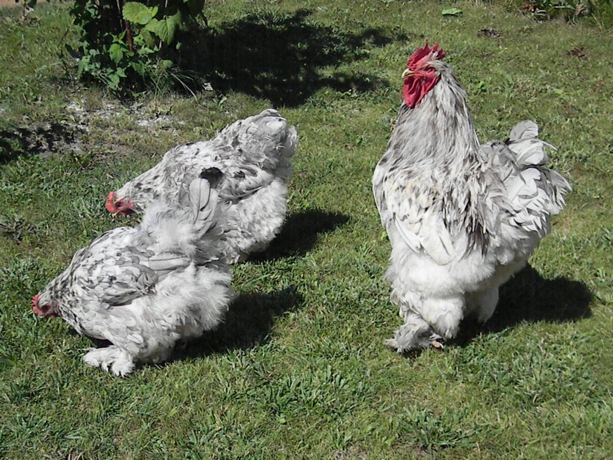 Куры Брама кохинхин