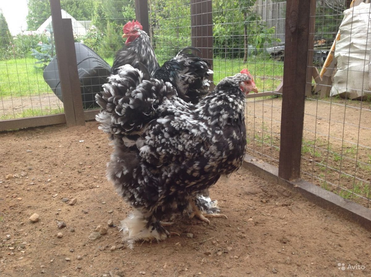 Шелковый кохинхин