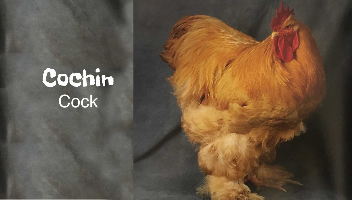 Кохинхин порода