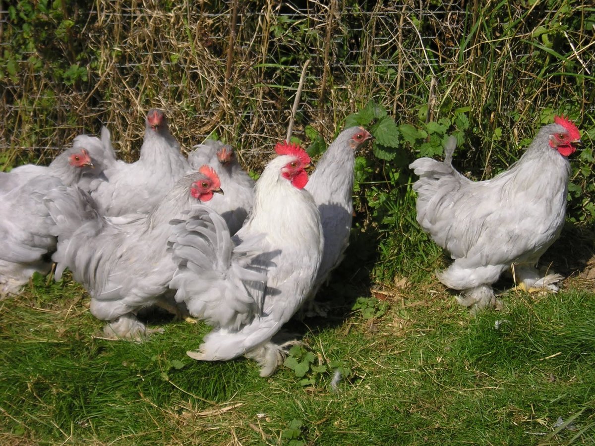 Брама Орпингтон и кохинхин