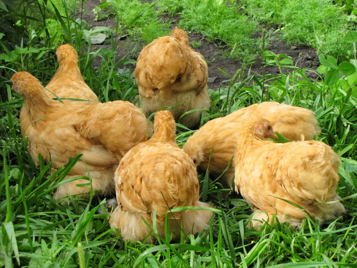 Кохинхины куры