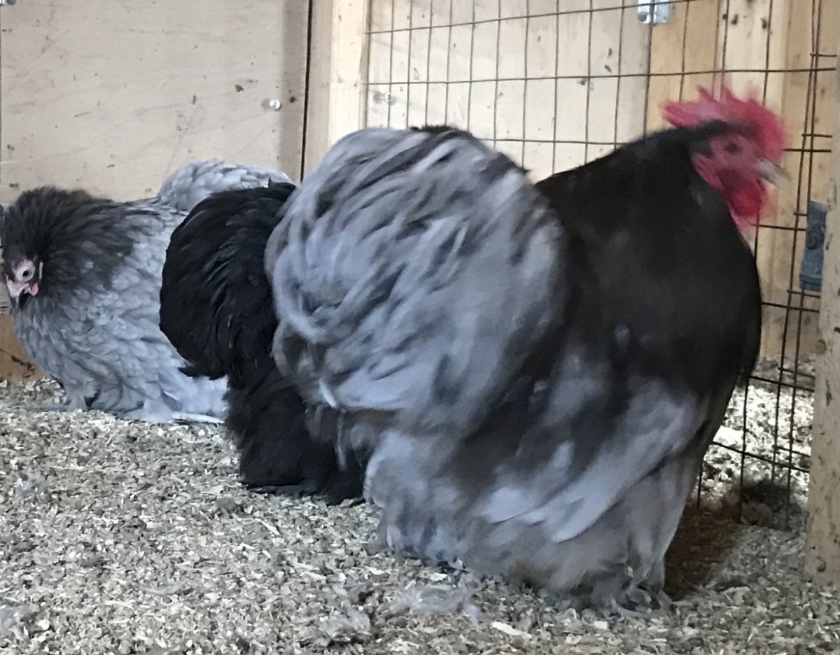 Орпингтоны и кохинхины